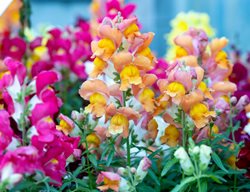 Antirrhinum Majus
Shutterstock.com
New York, NY