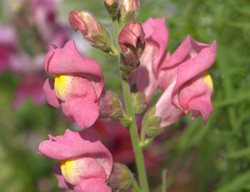 Appleblossom Snapdragon
Shutterstock.com
New York, NY