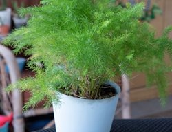 Asparagus Fern
Shutterstock.com
New York, NY