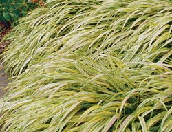 Aureola Japanese Forest Grass, Hakonechloa Macra
Proven Winners
Sycamore, IL