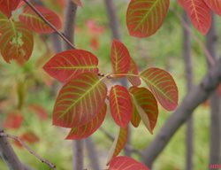 Autumn Brilliance Serviceberry, Amelanchier X Grandiflora
Millette Photomedia
