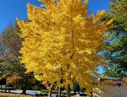 Autumn Gold Ginkgo, Ginkgo Biloba
Shutterstock.com
New York, NY