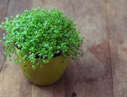 Baby Tears Plant, Soleirolia Soleirolii
Shutterstock.com
New York, NY