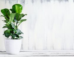 Bambino Fiddle Leaf Fig, Dwarf Fiddle Leaf Fig, Ficus Lyrata
Shutterstock.com
New York, NY