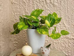 Beautifall Summer Nights Pothos, Pothos Plant
Proven Winners
Sycamore, IL