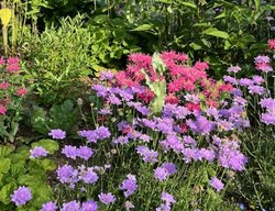 Bee Balm And Scabiosa
Garden Design
Calimesa, CA