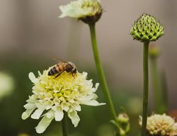 Bee On Pincushion Flower
Shutterstock.com
New York, NY