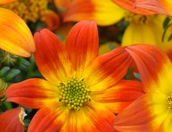 Beedance Painted Red Bidens, Bidens Ferulifolia
Proven Winners
Sycamore, IL