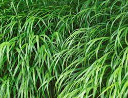 Beni Kaze Japanese Forest Grass, Hakonechloa Macra
Shutterstock.com
New York, NY