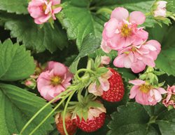 Berried Treasure Pink Strawberry
Proven Winners
Sycamore, IL