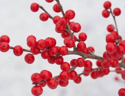 Berry Poppins Winterberries, Ilex Verticillata
Proven Winners
Sycamore, IL