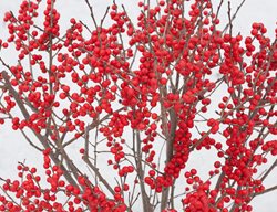 Berry Poppins Winterberry, Ilex Verticillata
Proven Winners
Sycamore, IL