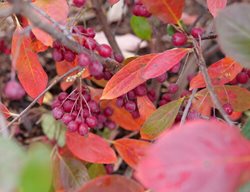 Berry Scape Aronia, Aronia Arbutifolia
Proven Winners
Sycamore, IL