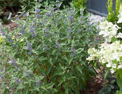 Beyond Midnight Bluebeard, Caryopteris
Proven Winners
Sycamore, IL