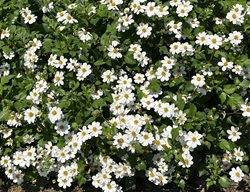 Bidens Campfire Marshmallow
Proven Winners
Sycamore, IL