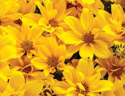 Bidens Goldilocks Rocks, Yellow Bidens Flower
Proven Winners
Sycamore, IL