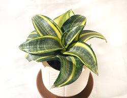 Birds Nest Snake Plant, Sansevieria Trifasciata
Shutterstock.com
New York, NY