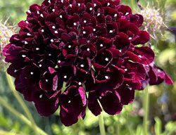 Black Knight Scabiosa, Scabiosa Atropurpurea
Shutterstock.com
New York, NY