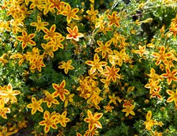 Blazing Star Bidens
Shutterstock.com
New York, NY