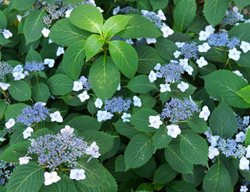 Blue Billow Mountain Hydrangea, Hydrangea Serrata
Shutterstock.com
New York, NY