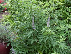 Blue Diddley Vitex, Chaste Tree Plant
Proven Winners
Sycamore, IL