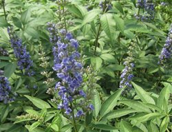 Blue Diddley Vitex, Vitex Agnus-Castus
Proven Winners
Sycamore, IL