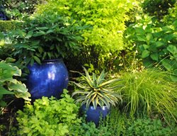 Blue Pots In Foliage Garden
Garden Design
Calimesa, CA