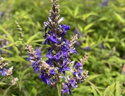 Blue Puffball Vitex, Vitex Agnus-Castus
Shutterstock.com
New York, NY