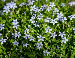 Blue Star Creeper Ground Cover, Isotoma Fluviatilis
Shutterstock.com
New York, NY