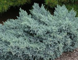 Blue Star Juniper, Juniperus Squamata
Spring Meadow Nursery
Grand Haven, MI