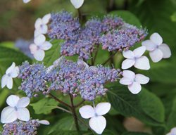 Bluebird Mountain Hydrangea, Hydrangea Serrata
Shutterstock.com
New York, NY