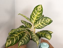 Bold Forest Chinese Evergreen, Aglaonema 
Proven Winners
Sycamore, IL