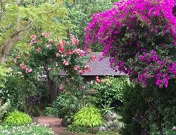 Bougainvillea And Rose
Garden Design
Calimesa, CA