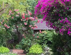 Bougainvillea And Rose
Garden Design
Calimesa, CA