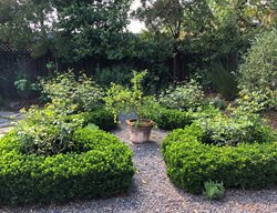 Boxleaf Euonymus
Garden Design
Calimesa, CA