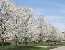 Bradford Pear Trees, Invasive Tree
Shutterstock.com
New York, NY