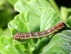 Budworm, Geranium Leaf
Garden Design
Calimesa, CA