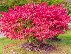 Burning Bush, Euonymus Alatus
Shutterstock.com
New York, NY