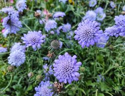 Butterfly Blue Scabiosa, Scabiosa Columbaria
Shutterstock.com
New York, NY