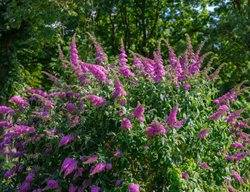 Butterfly Bush, Buddleia Davidii
Shutterstock.com
New York, NY