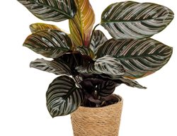 Calathea Sanderiana, Pinstripe Calathea
Proven Winners
Sycamore, IL