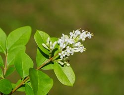 California Privet, Ligustrum Ovalifolium
Shutterstock.com
New York, NY