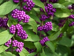 Callicarpa Americana, Beautyberry
Shutterstock.com
New York, NY