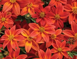 Campfire Flame Bidens, Bidens Ferulifolia
Proven Winners
Sycamore, IL