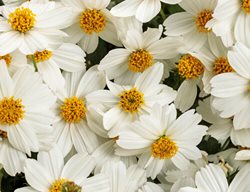 Campfire Marshmallow Bidens, Bidens Ferulifolia
Proven Winners
Sycamore, IL