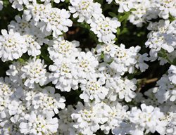 Candytuft Flowers, White Candytuft
Shutterstock.com
New York, NY