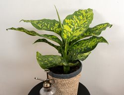 Catamount Ocelot Dieffenbachia, Dumb Cane 
Proven Winners
Sycamore, IL