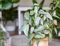 Cebu Blue Pothos, Epipremnum Pinnatum
Shutterstock.com
New York, NY