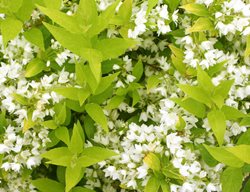 Chardonnay Pearls Deutzia, Deutzia Gracilis
Proven Winners
Sycamore, IL