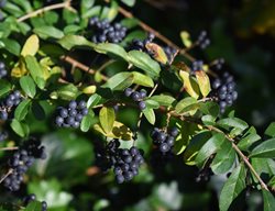 Chinese Privet, Ligustrum Sinense
Shutterstock.com
New York, NY